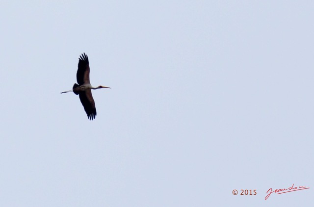 016 LOANGO 2 Tassi Savane et Oiseau Aves Tantale Ibis Mycteria ibis en Vol15E5K3IMG_106218wtmk.jpg